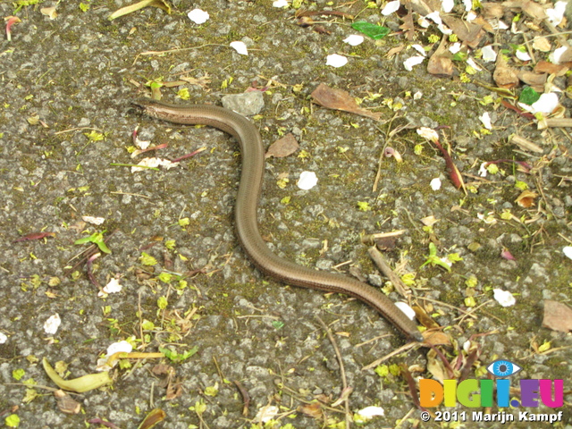 SX18106 Slow-worm (Anguis fragilis) on path